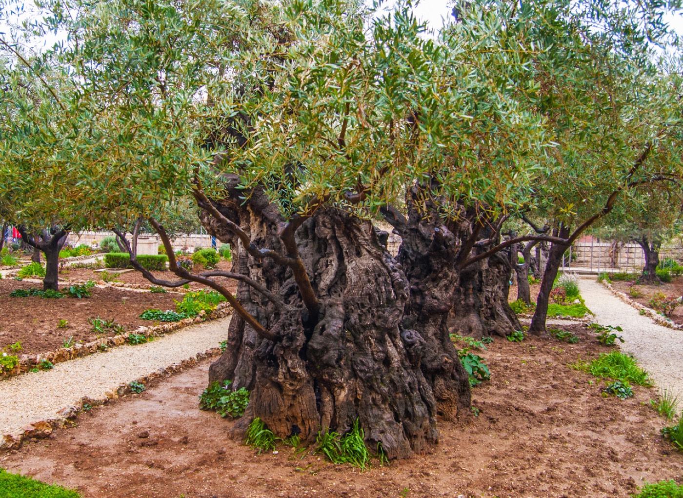 An ancient olive tree
